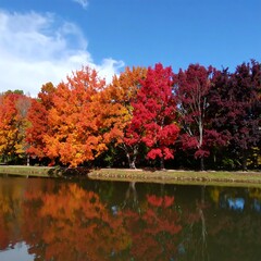Obraz premium Autumnal trees reflecting in a pond