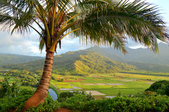The taro fields, cut into small square plots of land, grow in the tropical Hawaiian fields