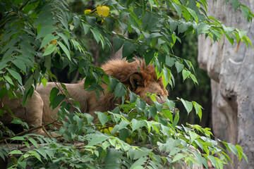 The king lion behind ree leafs