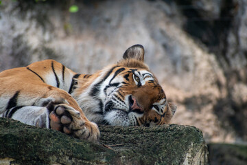 Bengal tiger lying down