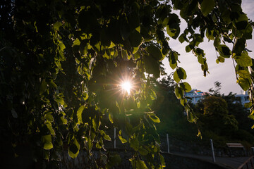 Sunlight through the leaves of a green tree close up macro in the park