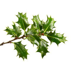 Fototapeta premium Green holly branch with red berries isolated on white background.