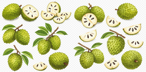 A detailed illustration set of whole and sliced soursop fruits, some attached to branches with green leaves.