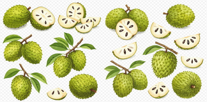 A detailed illustration set of whole and sliced soursop fruits, some attached to branches with green leaves.