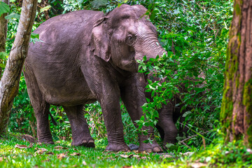 Fototapeta premium Its body is gray, its snout is called the trunk. The trunk of the Asian elephant has only one beak. Nakhon Ratchasima, Thailand.