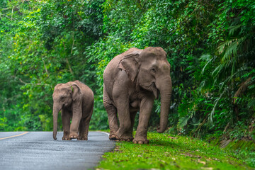 Fototapeta premium Its body is gray, its snout is called the trunk. The trunk of the Asian elephant has only one beak. Nakhon Ratchasima, Thailand.