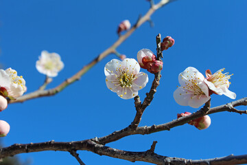 梅の花