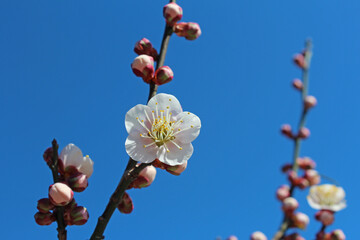 梅の花