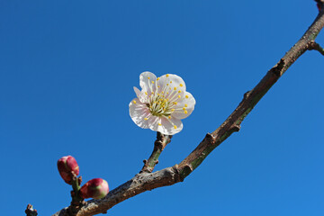 梅の花
