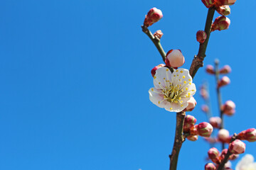 梅の花