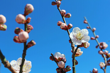 梅の花
