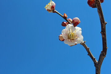 梅の花