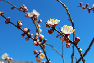 梅の花