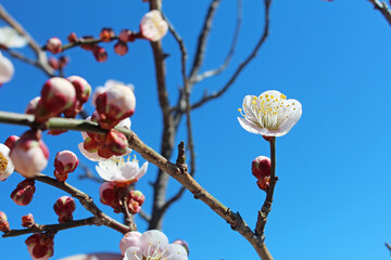 梅の花