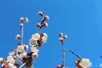梅の花