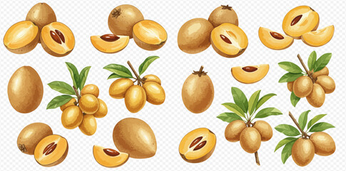 A realistic illustrated collection of tropical sapodilla fruits, including whole, cut halves, slices, and bunches on branches. © studio