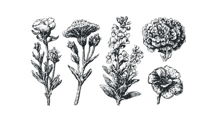 Sketch Botanical Flower Collection Isolated. Vector hand drawn illustration