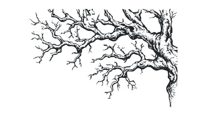 Detailed ink drawing of a bare tree branch structure on a transparent background. Vector hand drawn illustration