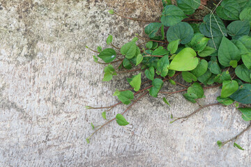 Green Creeping Vines on Concrete Surface