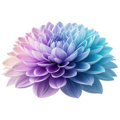 Obraz premium Vibrant gradient dahlia flower isolated on transparent background
