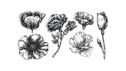 Sketch of Several Poppies and Buds on Transparent Background. Vector hand drawn illustration
