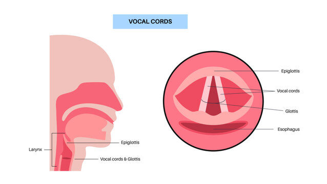 Vocal cords anatomy