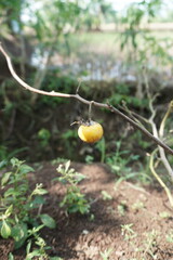 the eggplant is still hanging yellow