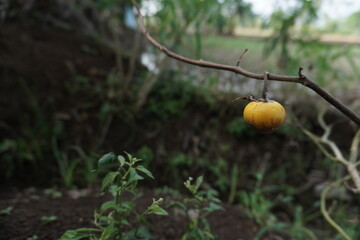 the eggplant is still hanging yellow