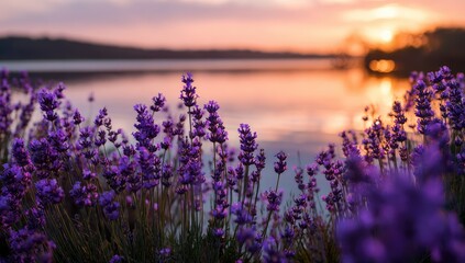 Lavender field at sunset with lake and mountain view.