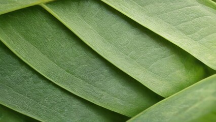 Obraz premium Vibrant Green Leaves Arranged Diagonally with Smooth Texture, TopDown Perspective