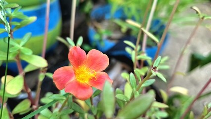 Colorful Portulaca Oleracea Granatus in Full Bloom - Summer Floral Beauty