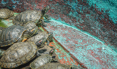Group of Freshwater Turtles Basking and Swimming Together in Sunlit Pond