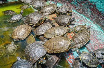 Group of Freshwater Turtles Basking and Swimming Together in Sunlit Pond
