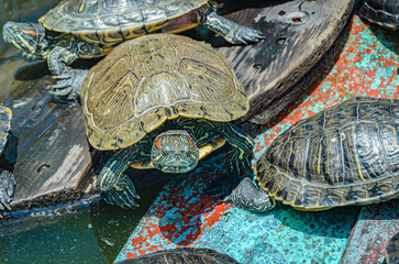 Group of Freshwater Turtles Basking and Swimming Together in Sunlit Pond