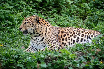 Close up Big Leopard