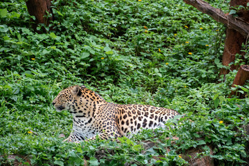 Close up Big Leopard