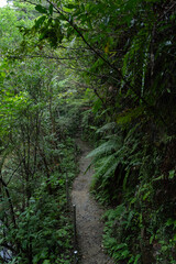 比地大滝へと続くやんばるの森の中の遊歩道