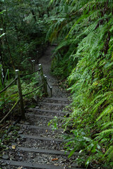 比地大滝へと続くやんばるの森の中の遊歩道