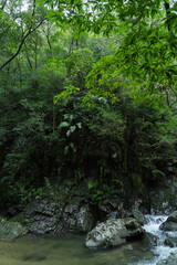 やんばるの森に流れる比地川