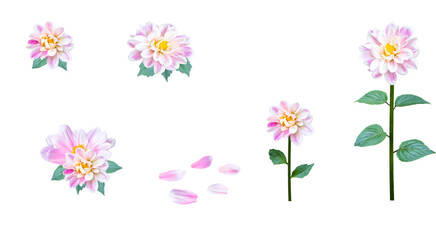 Set of colorful flowers flowers isolated on transparent background. PNG image.Summer season with blooming flowers. Flowers top and side views with leaves. Single petals isolated.