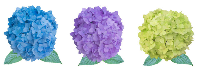 Various colors of hydrangea flowers isolated on transparent background. PNG image.Summer season with blooming flowers.Side head views with leaves.