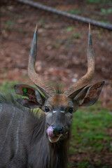 Male Nyala / Nyala Bull