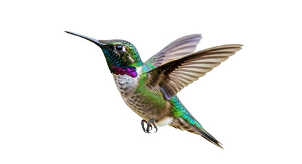 Fototapeta premium Magnificent hummingbird displaying its vibrant iridescent plumage against stark black backdrop, creating a captivating visual.