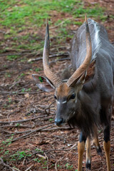 Male Nyala / Nyala Bull