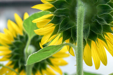 Beautiful yellow of Sunflower, among green leaves and soft blurred style for background, selective focus point.