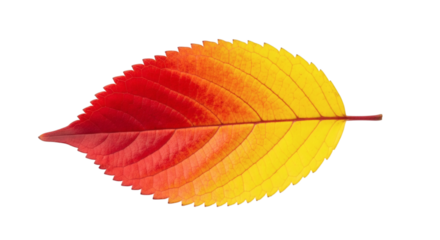 Vibrant autumn leaf showcasing the season's changing colors on a stark black background.