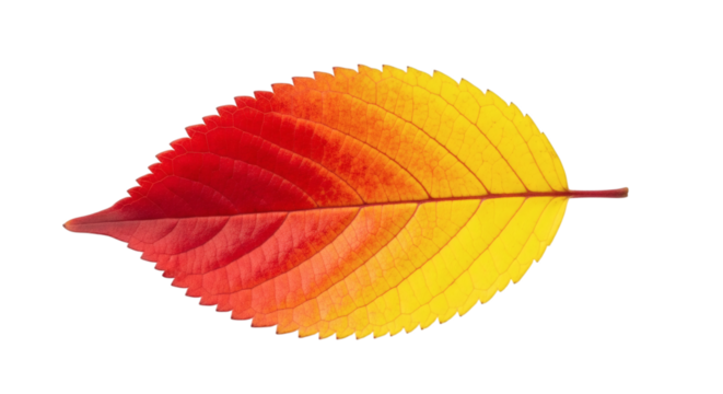 Vibrant autumn leaf showcasing the season's changing colors on a stark black background.