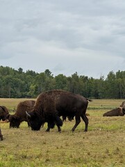 Bison in the field