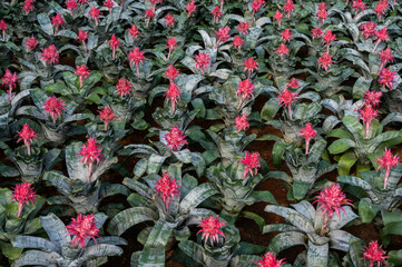 Full frame shot of Bromeliad plants with flowers blooming. The Bromeliad is a species used for decoration of gardens and flowerbeds or in interior decoration.