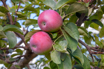 Red Lobo apples growing on tree branch in orchard with green leaves